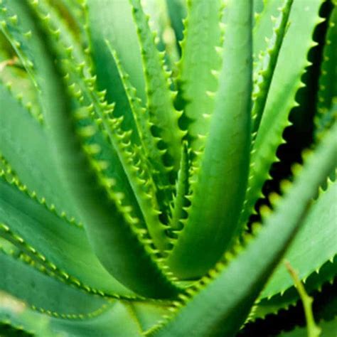 aloe vera fragrance.